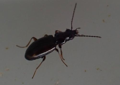 Bembidion sp.